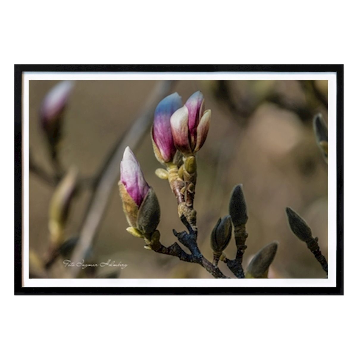 Botanisch Poster: Magnolia van Ingmar Holmberg