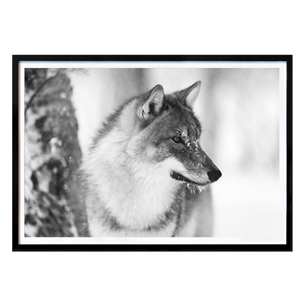 Svartvit Poster: Black and White Wolf in Winter av Kjetil | photography