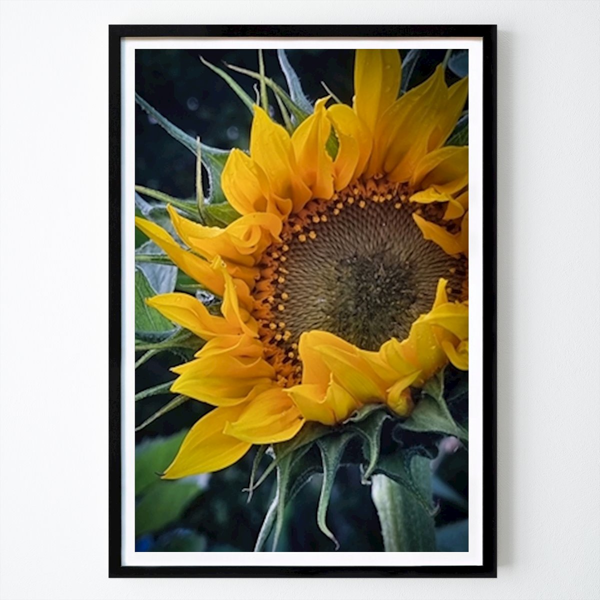 Botanical Poster: Sunflower by Emmelie