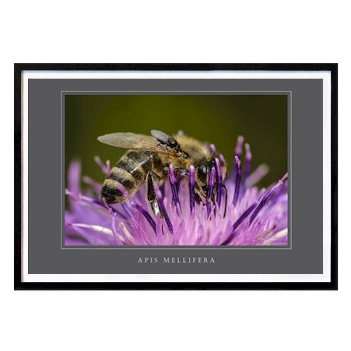 Botanical Poster: Honey Bee by Eve Mazur