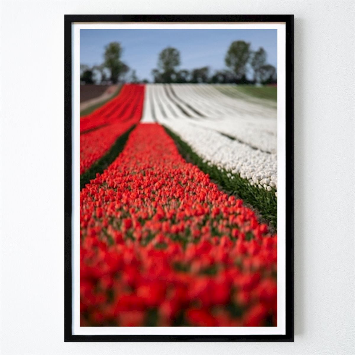 Flores & Plantas Póster: Tulipanes en un campo de Thomas Bugdoll