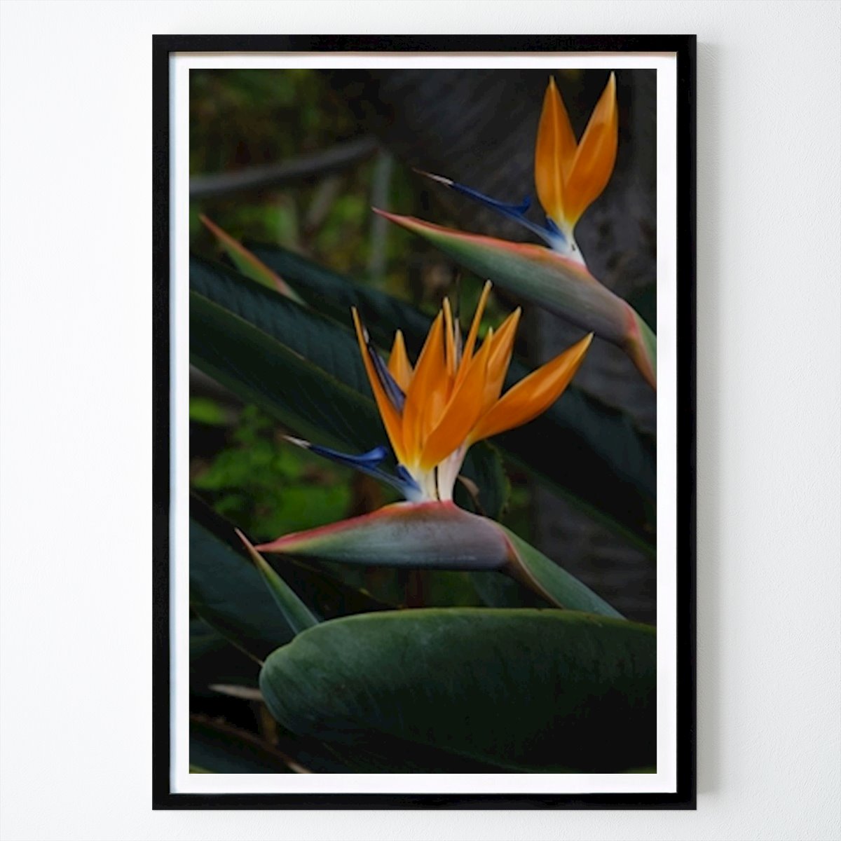 Blumen & Pflanzen Poster: Strelitzie von Bård Larsson