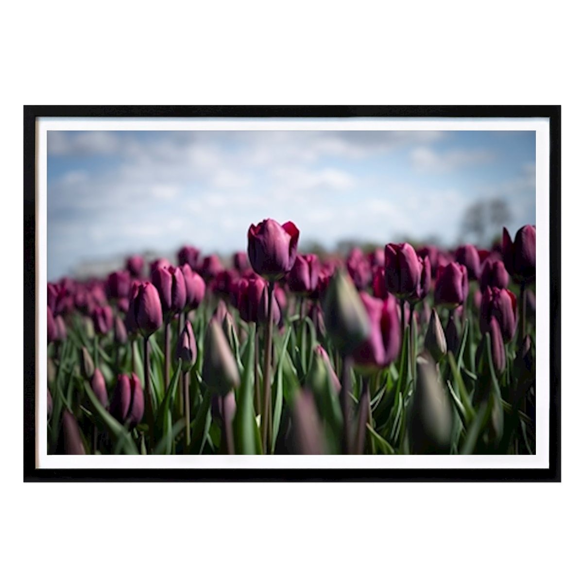 Retro & Vintage Plakat: Mørke lilla tulipaner av Christa Stroo