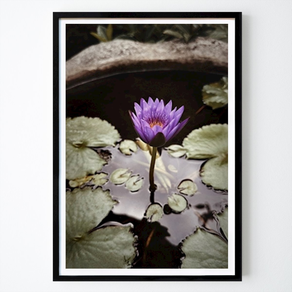 Botanisk Poster: Lila lotus av The Fleurs
