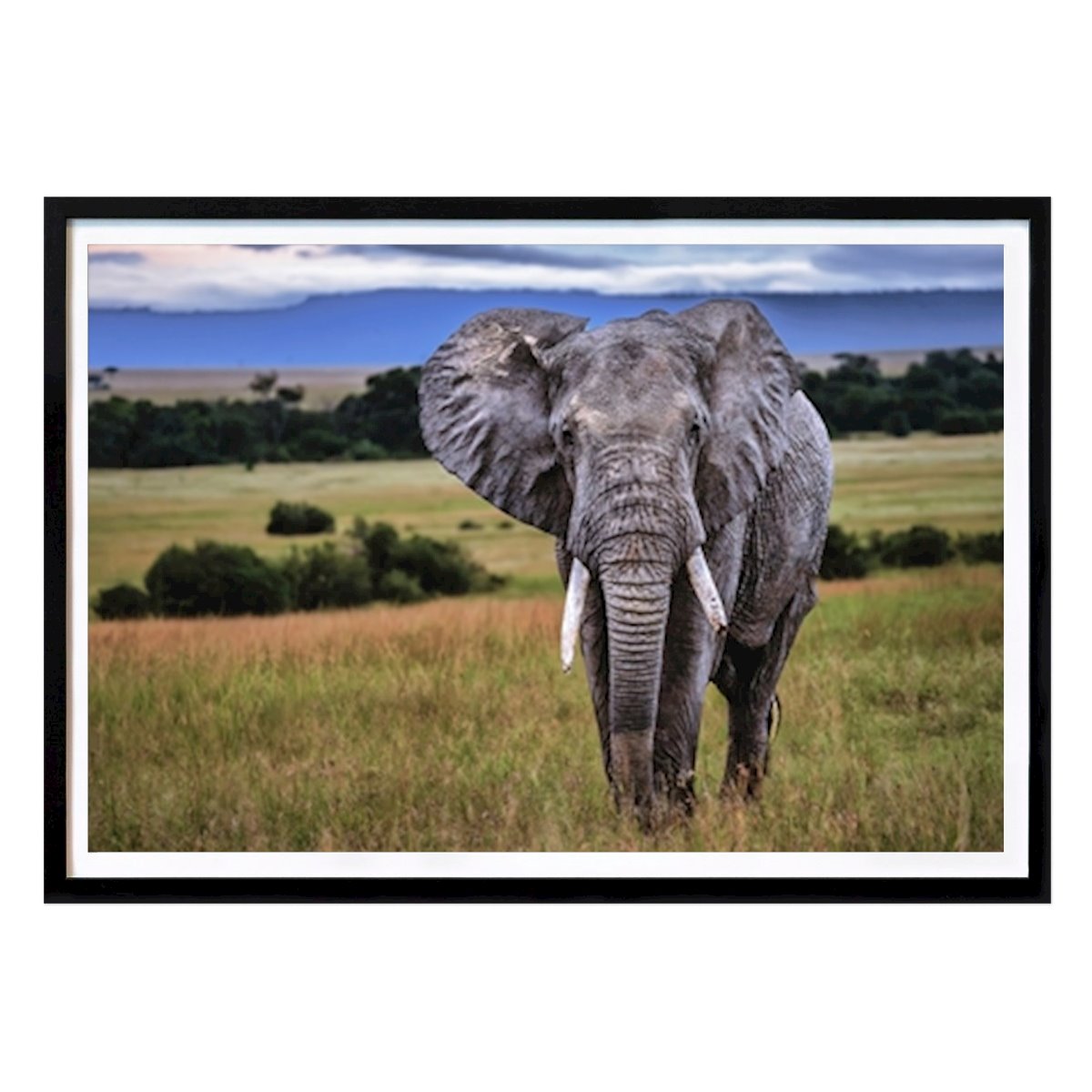 Animal Affiche: Éléphant mâle dans la savane par André Vidén