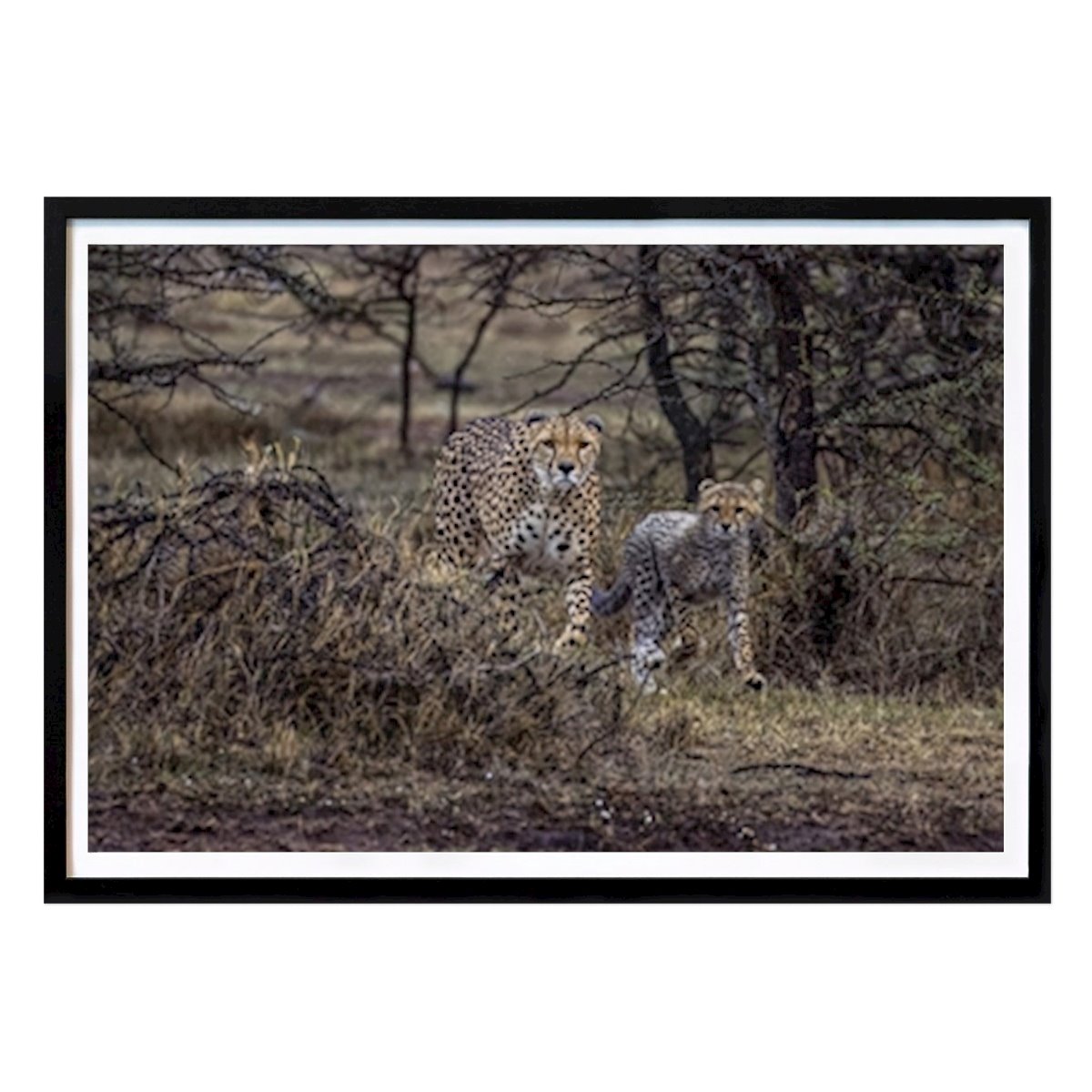 Animals Poster: Mother and Cub by Kim Jonsson