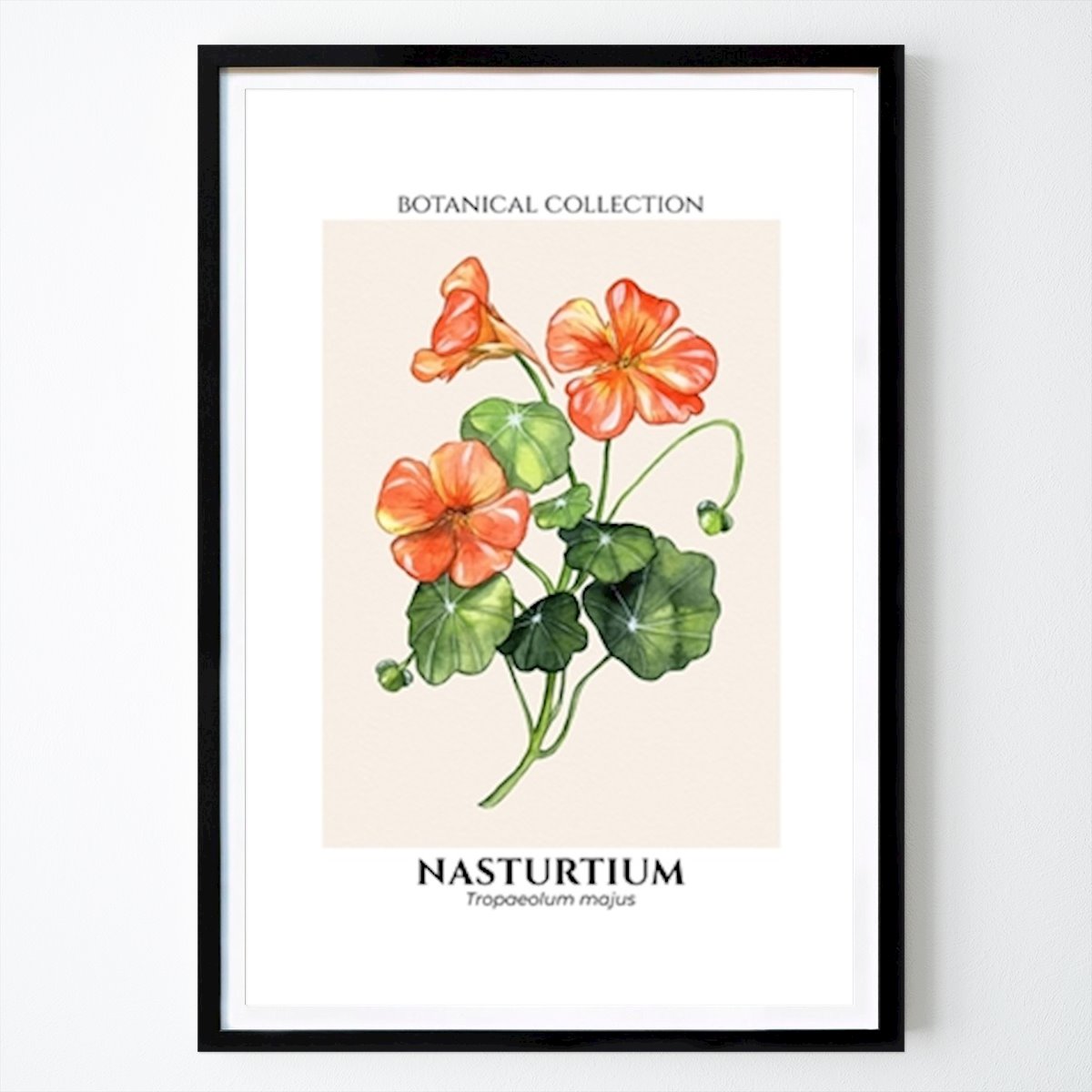 Bauhaus Poster: Botanisk krasse blomma av Vera Zhurba