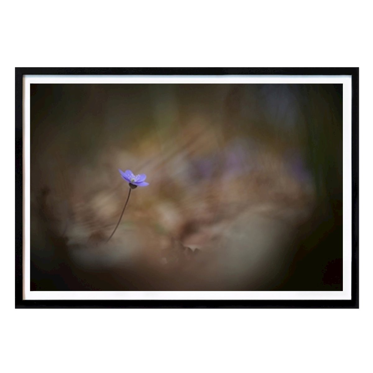 Virágok & Növények Poszter: Lonely hepatica in the forest Brix Photo által