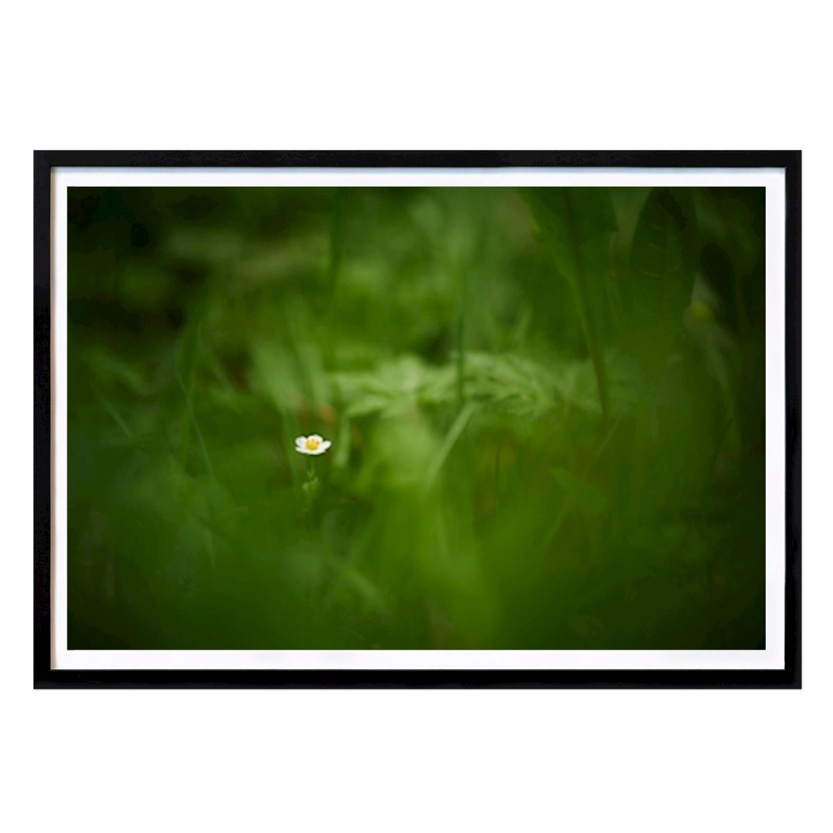 Botanical Poster: Lonely wild strawberry flower by Brix Photo
