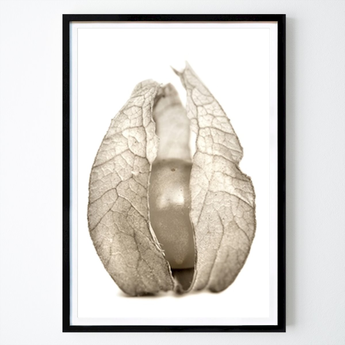 Schwarz-Weiß Poster: Physalis von Per-Olof Stoltz