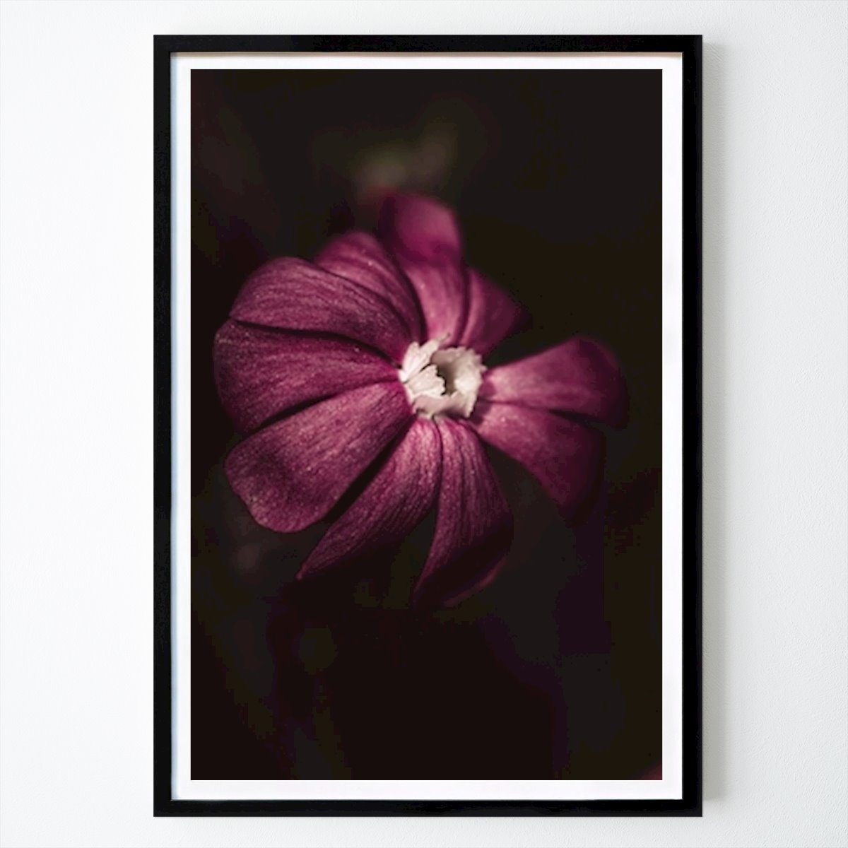Blomster & Planter Plakat: Jonsokblom av Nora Alexa Aurstad