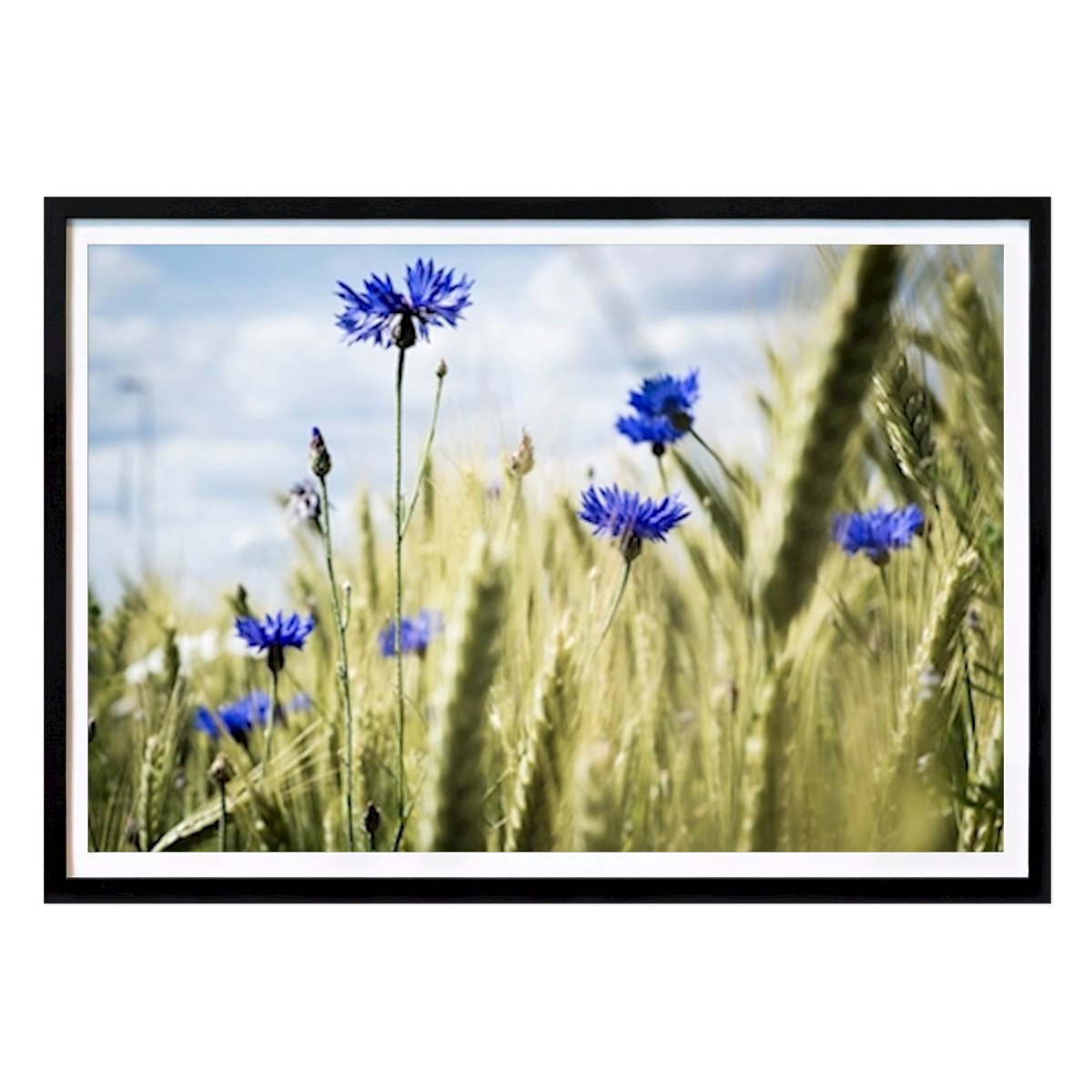 Sommerwiese Poster von Joakim Hansén – Natur Wandbild – Printler
