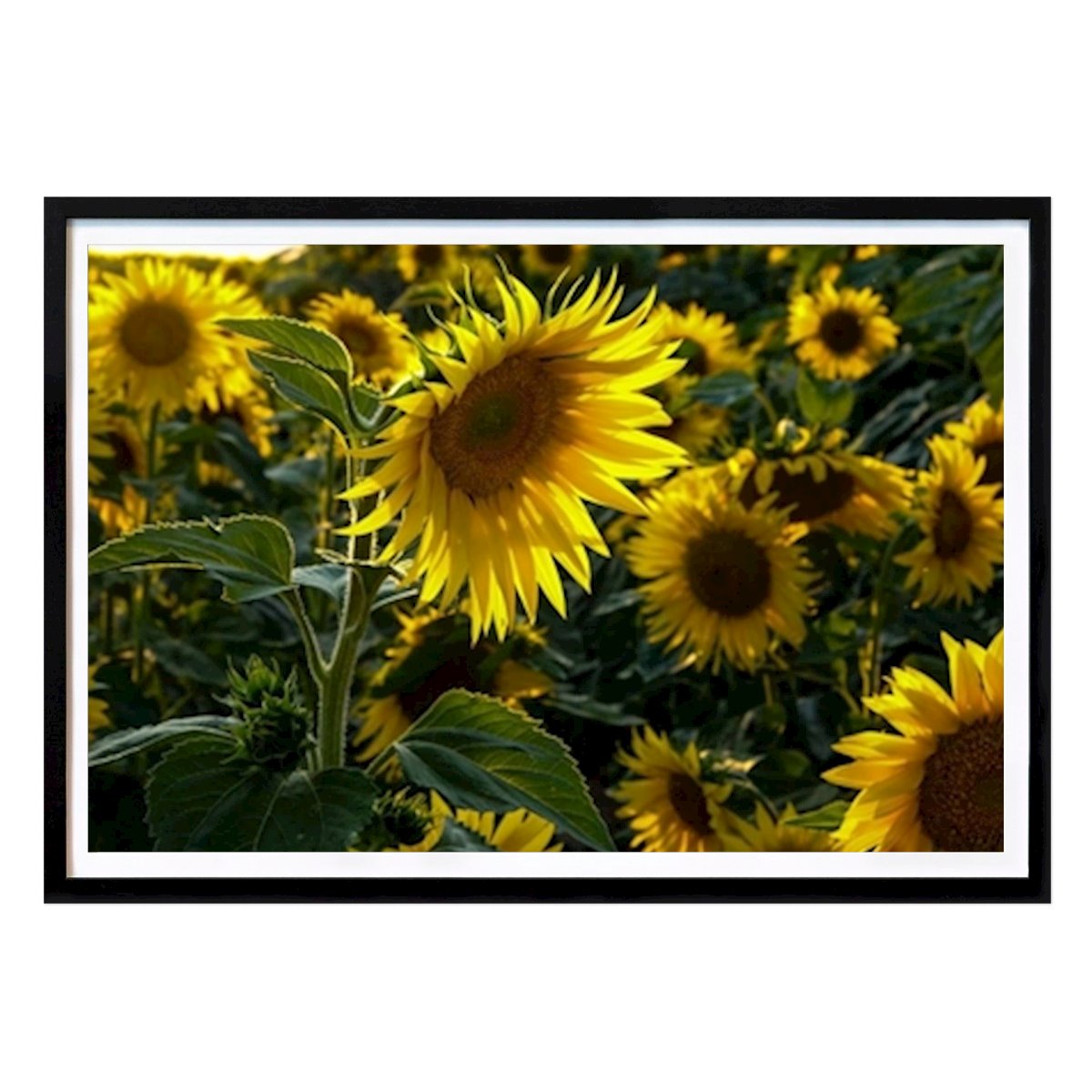 Nature Poster: The power of the sunflower by Rosa Rattay