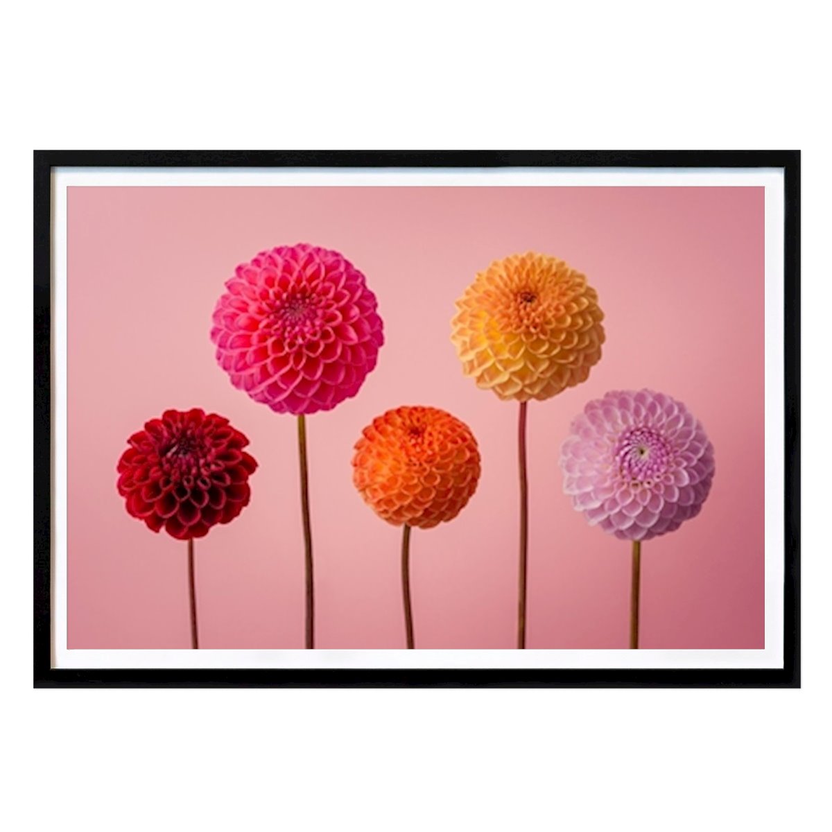 Botanical Poster: Vibrant Dahlia Quintuplet by Assaf Frank