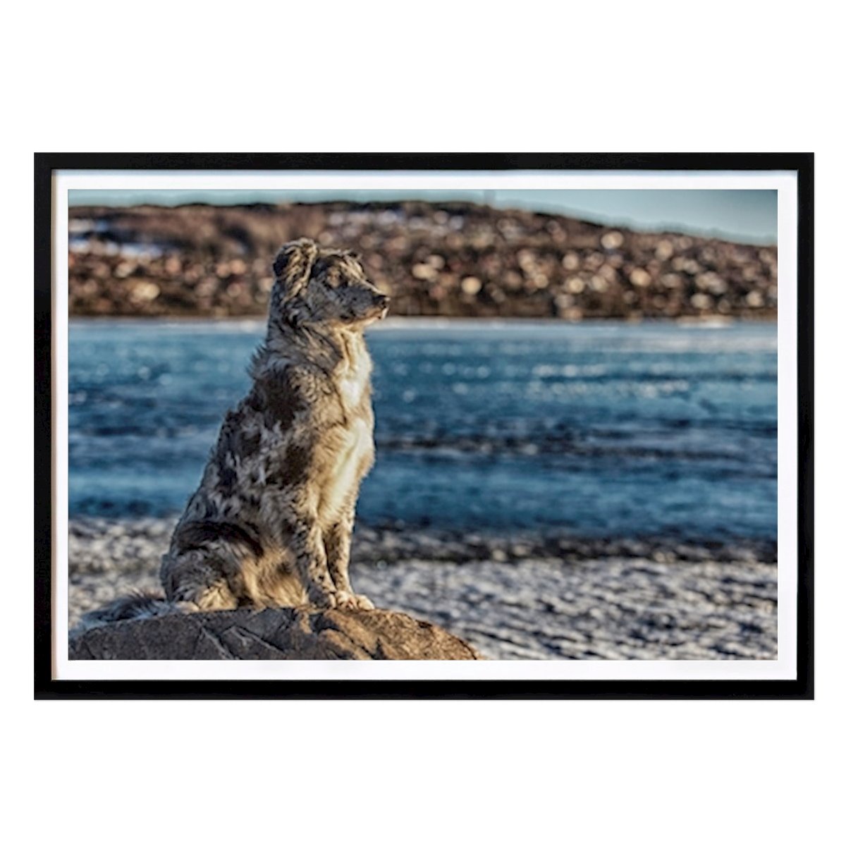 Plakat: Aussie døde av Göran Erlandsson