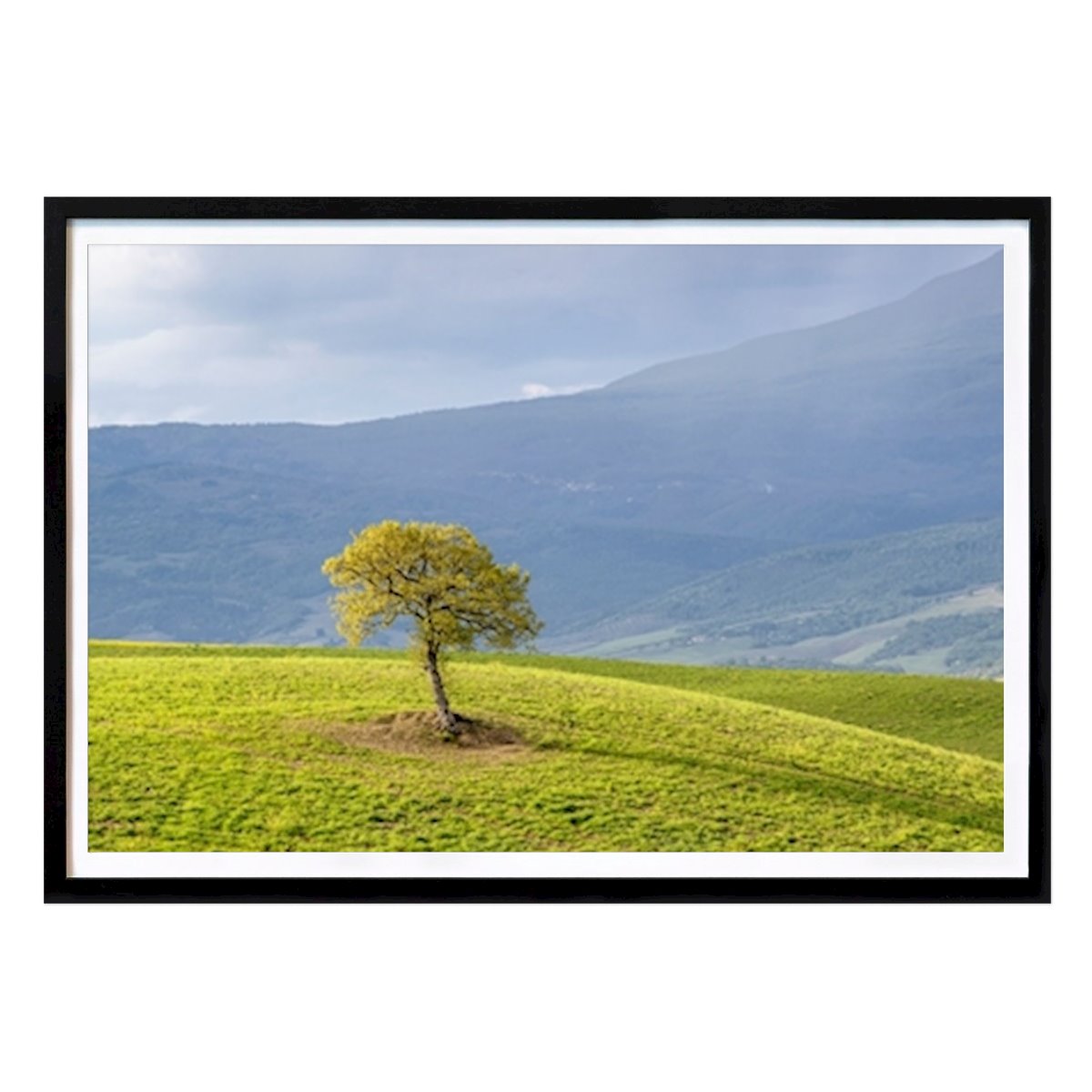 Italy Poster: The tree by Gert Olsson