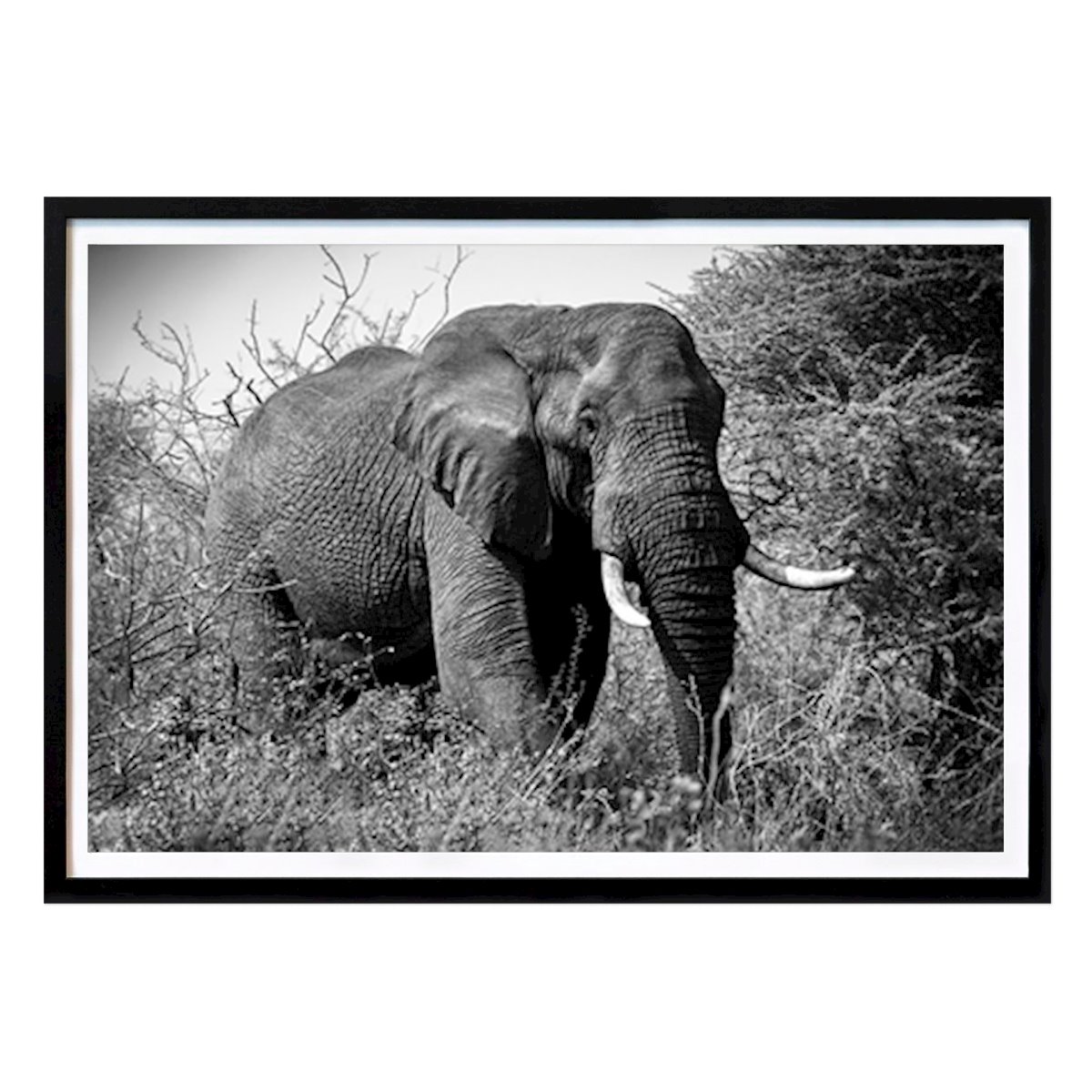 Tier Poster: Elefant, schwarz-weiß von Ulf Lindell