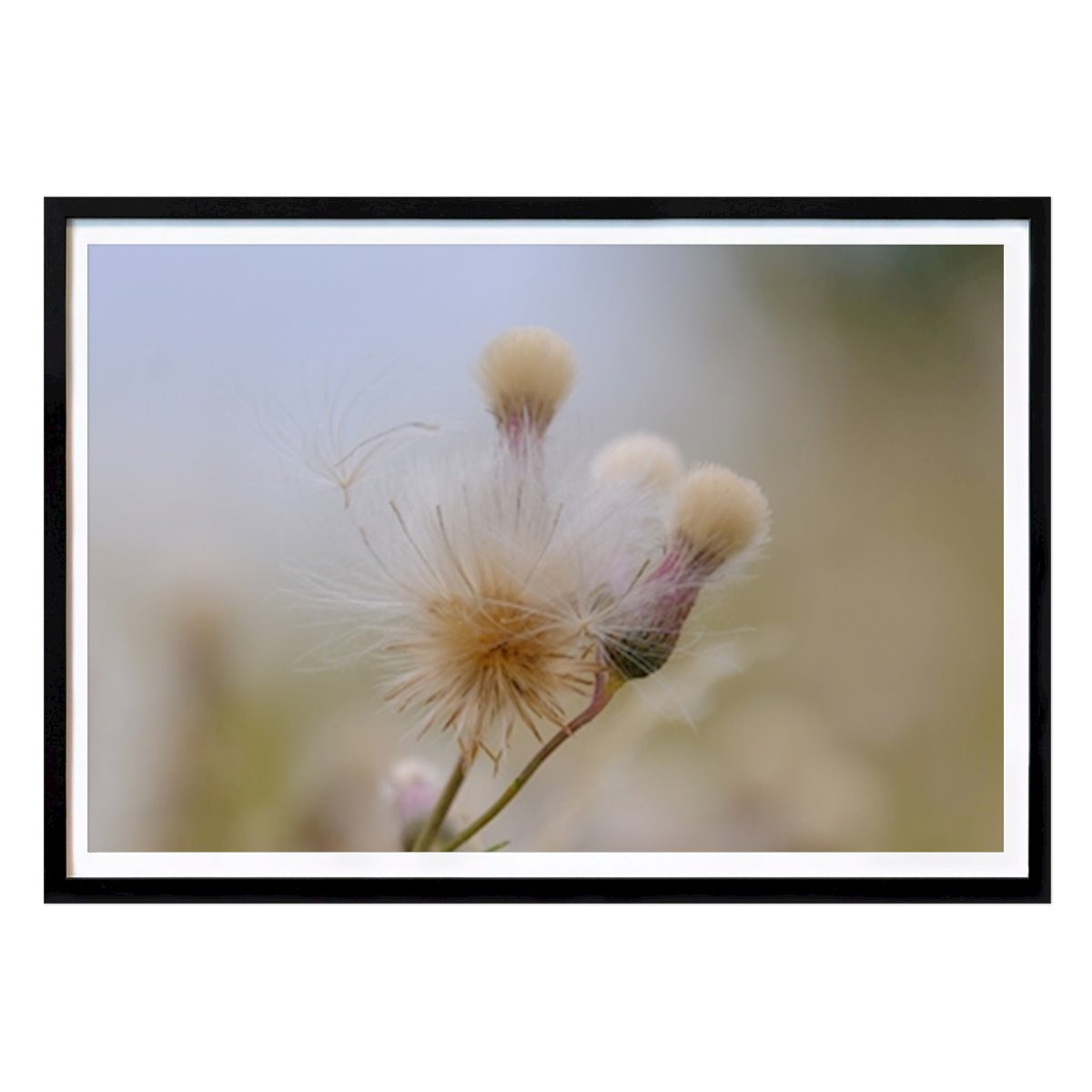 Natur Poster: The Faded Flower av Per Hultberg