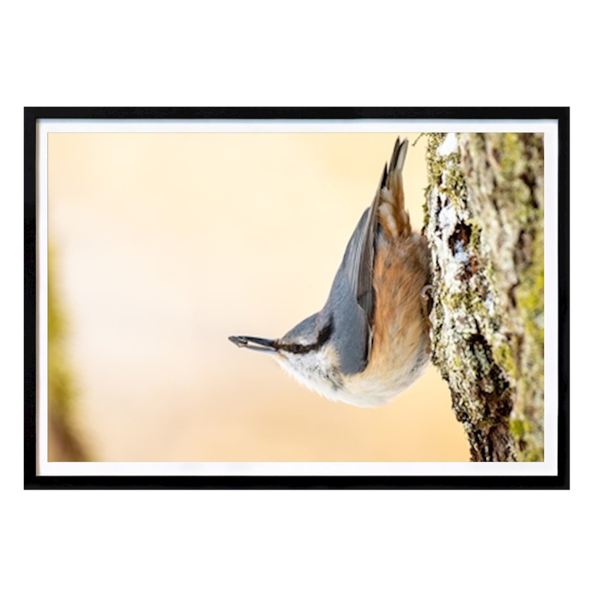 Zviera Plagát: Postoj brhlíka od Jonas Karhu