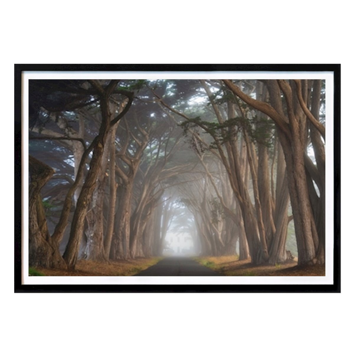 Kök Poster: Cypress, träd, tunnel, Kalifornien av Yen Do