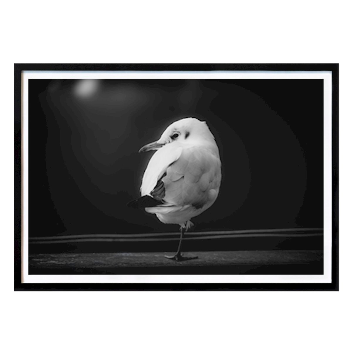 Animal Póster: Gaviota cabecinegra en una pata de Henrik Tuvesson