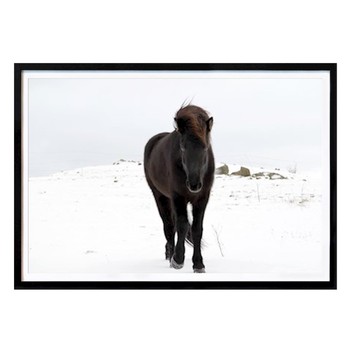 Places & Cities Poster: Iceland Horse by Torsten Nilsson