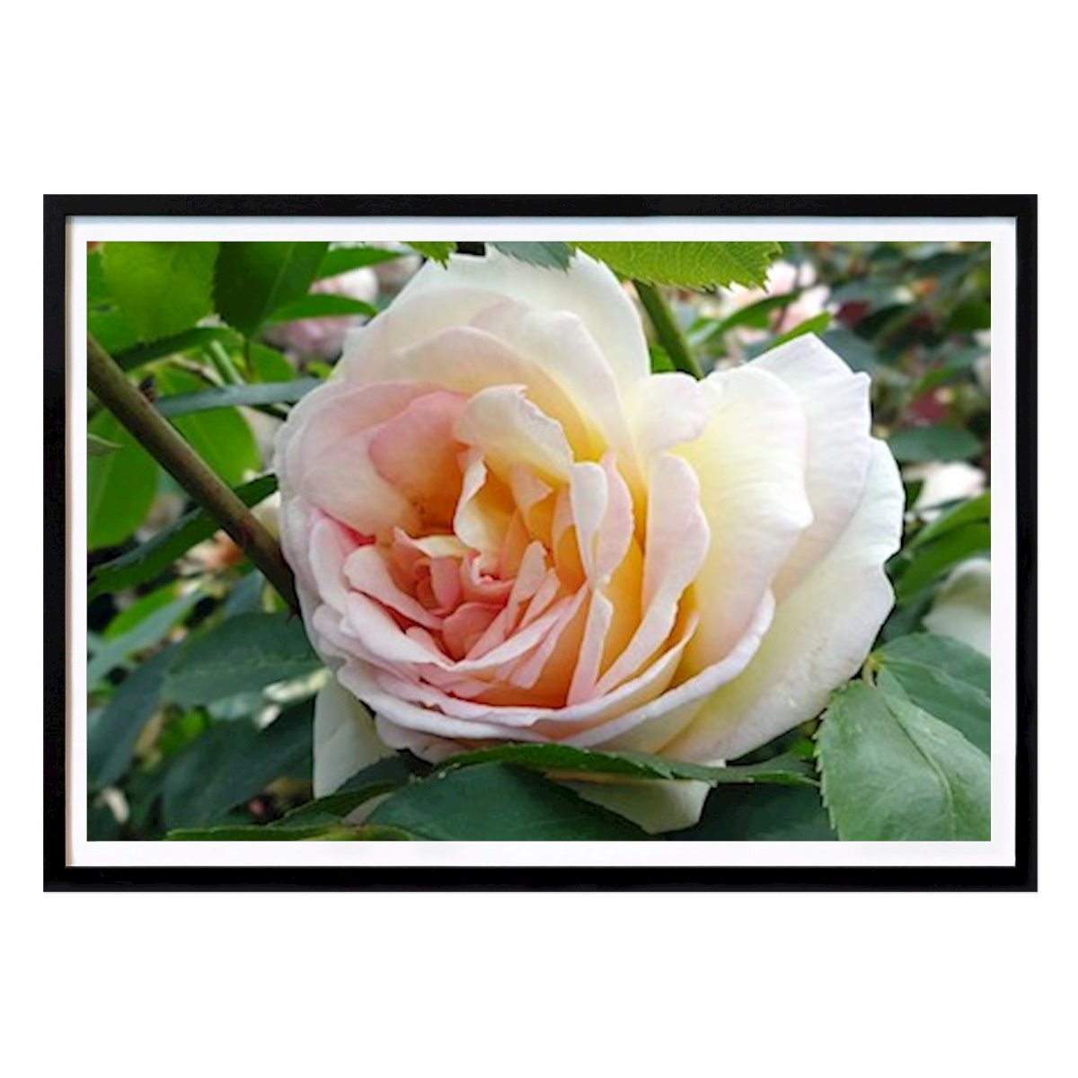 Nature Poster: The Rose by Torsten Nilsson