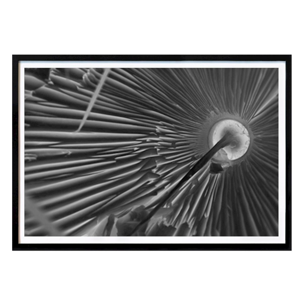 Blumen & Pflanzen Poster: Betreten Sie das Zentrum von Cyn