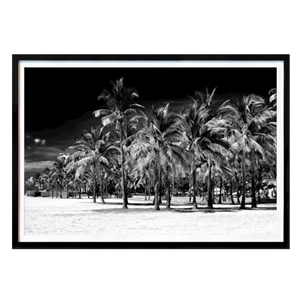 Svart-Hvitt Plakat: Palmer Træer Miami Beach av Philippe HUGONNARD