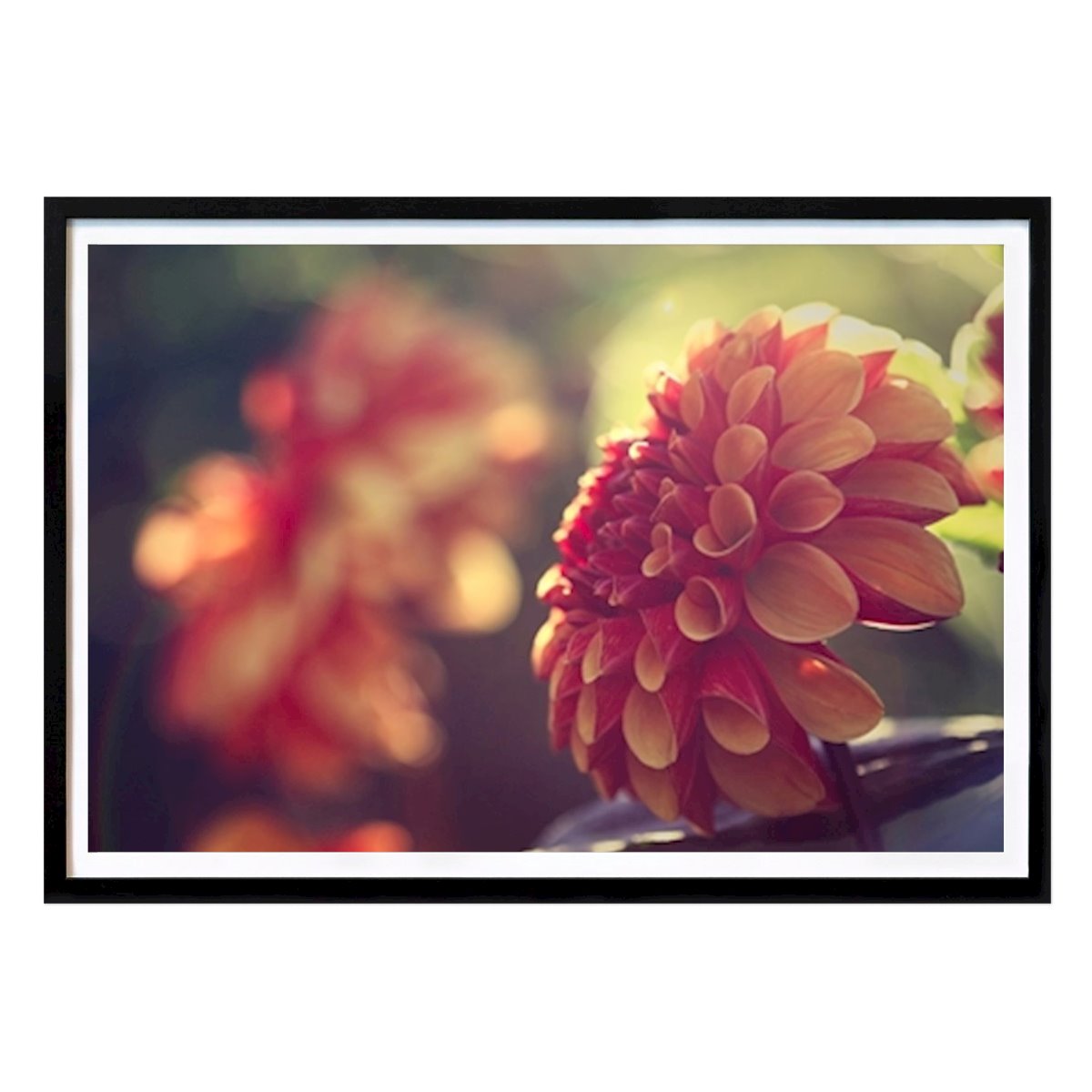 Blumen & Pflanzen Poster: Sommardahlia von Mikael Cronhamn