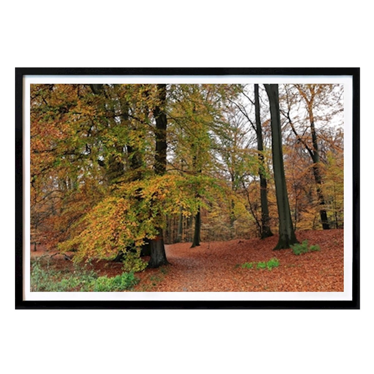 Herbstliche Farben Poster von Lars Gudmundsson – Natur Wandbild – Printler