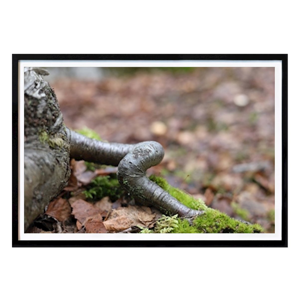 Krummes Chaos Poster von Emma Young – Natur Wandbild – Printler