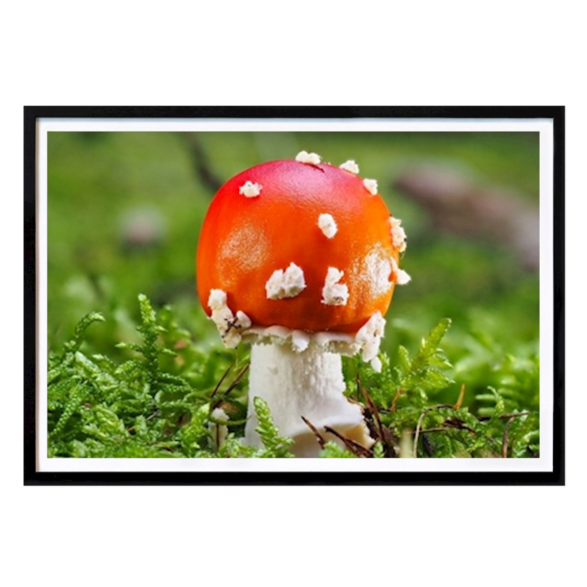 Nature Poster: A fly agaric in the forest by Karsten Schumacher
