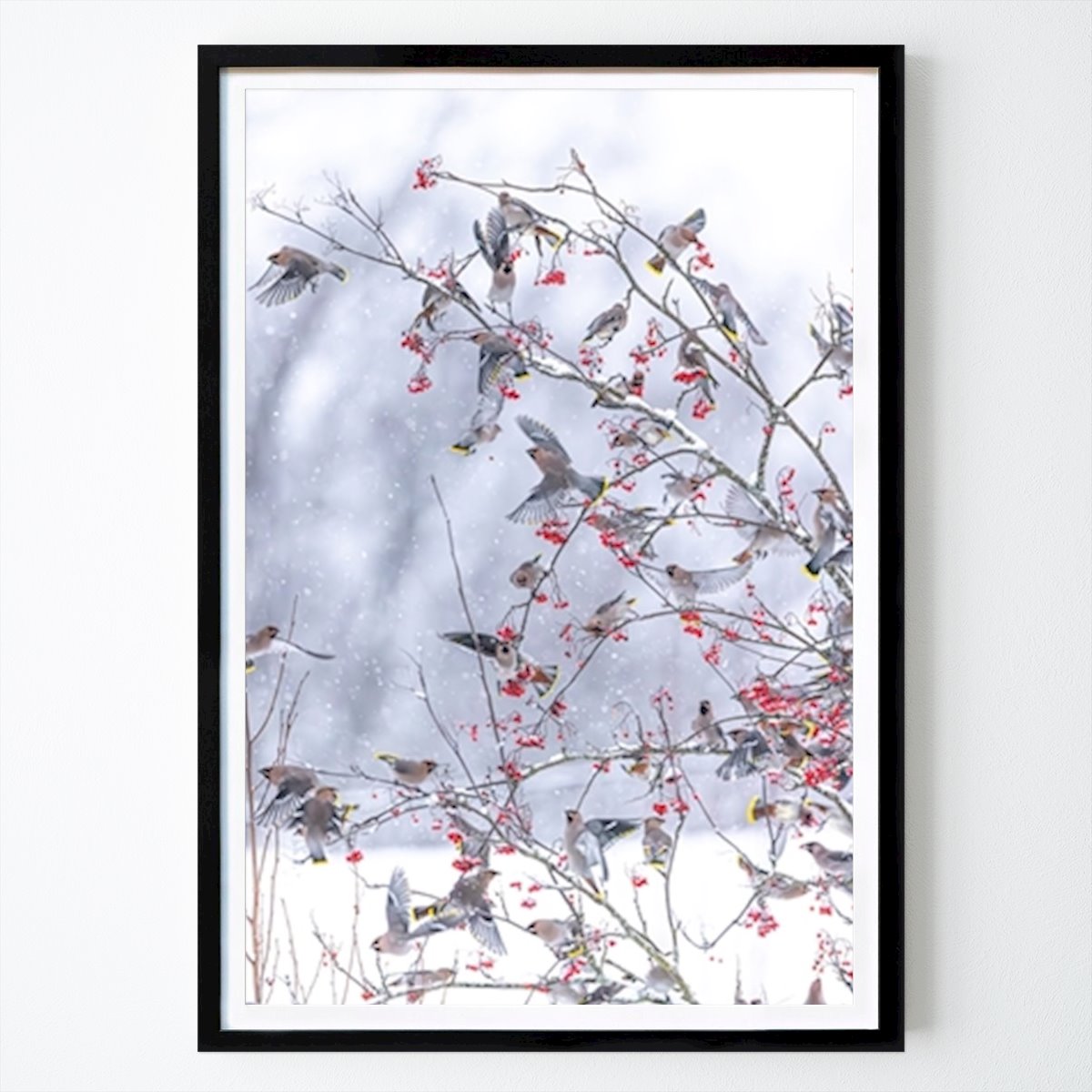 Animals Poster: Bohemian waxwings by Jukka Risikko