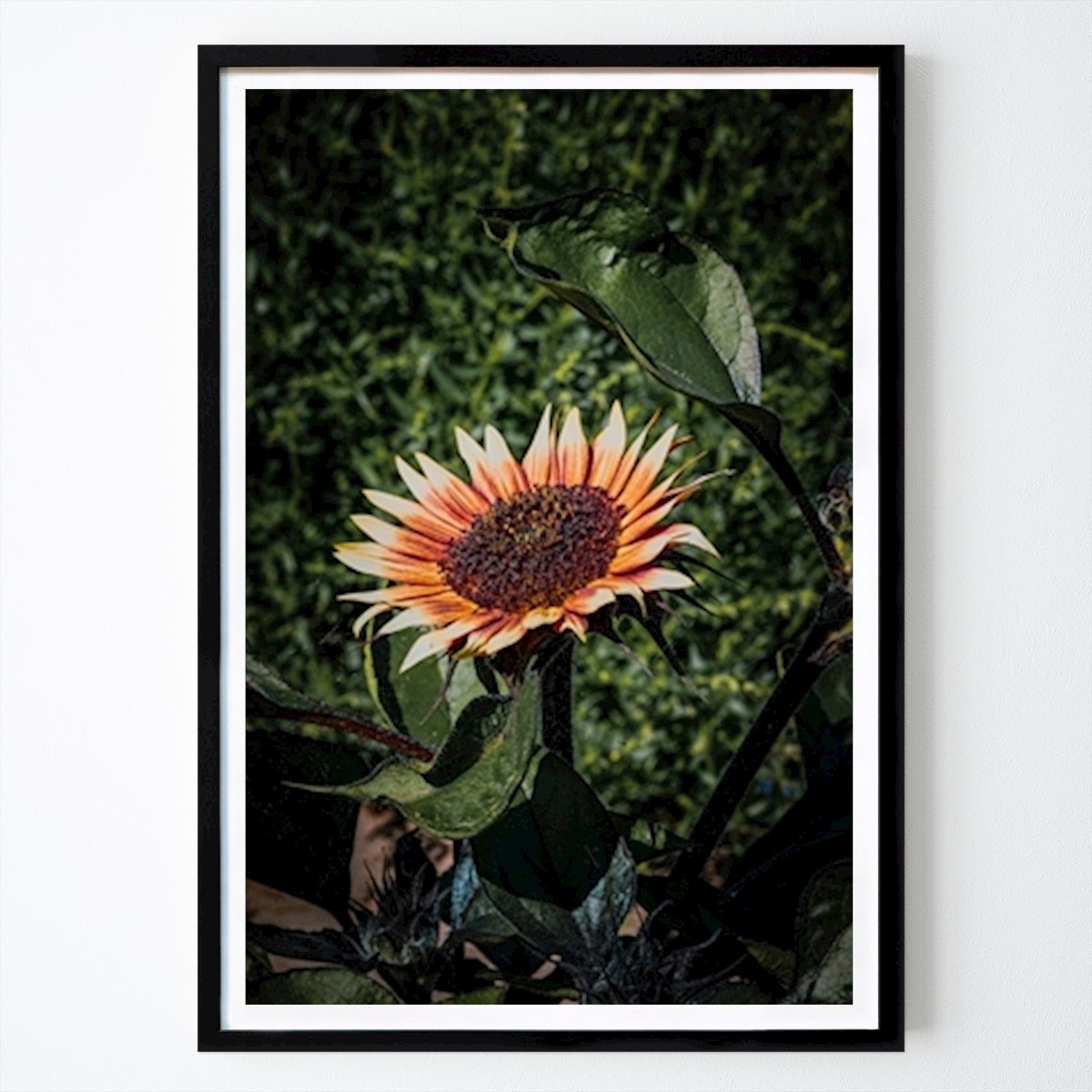 Botanical Poster: The Orange Sunflower by Håkan Stigson