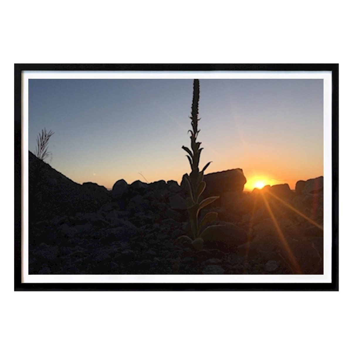 Nature Poster: Mullein at sunset by Petter Elmberg