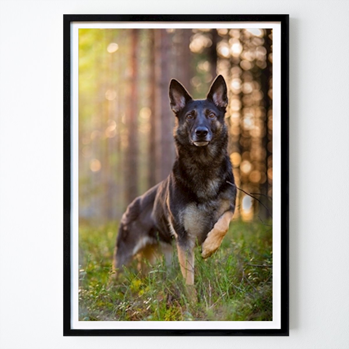 Style de vie Affiche: Tysk schäferhund par Johannes Granström
