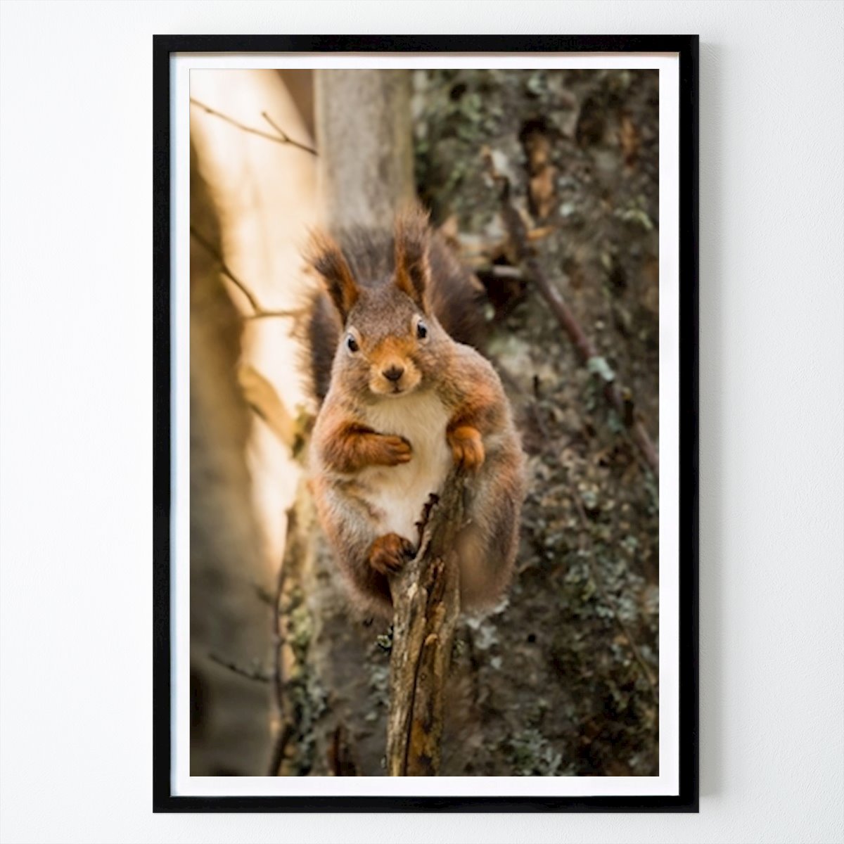 Animal Póster: Ardilla de Alfons Gustafsson