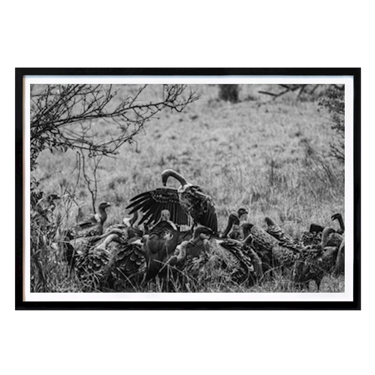 Kitchen Poster: Vultures in Black and White by Aviv Perets