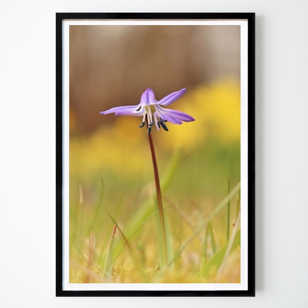Nature Poster: Scilla in nice light by Emil Gustavsson