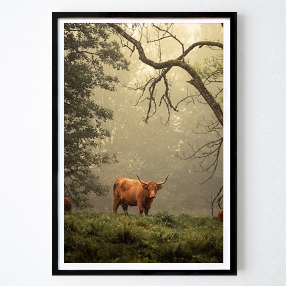 Platser & Städer Poster: Highland Cattle I Dimma av Marcus Bengtsson