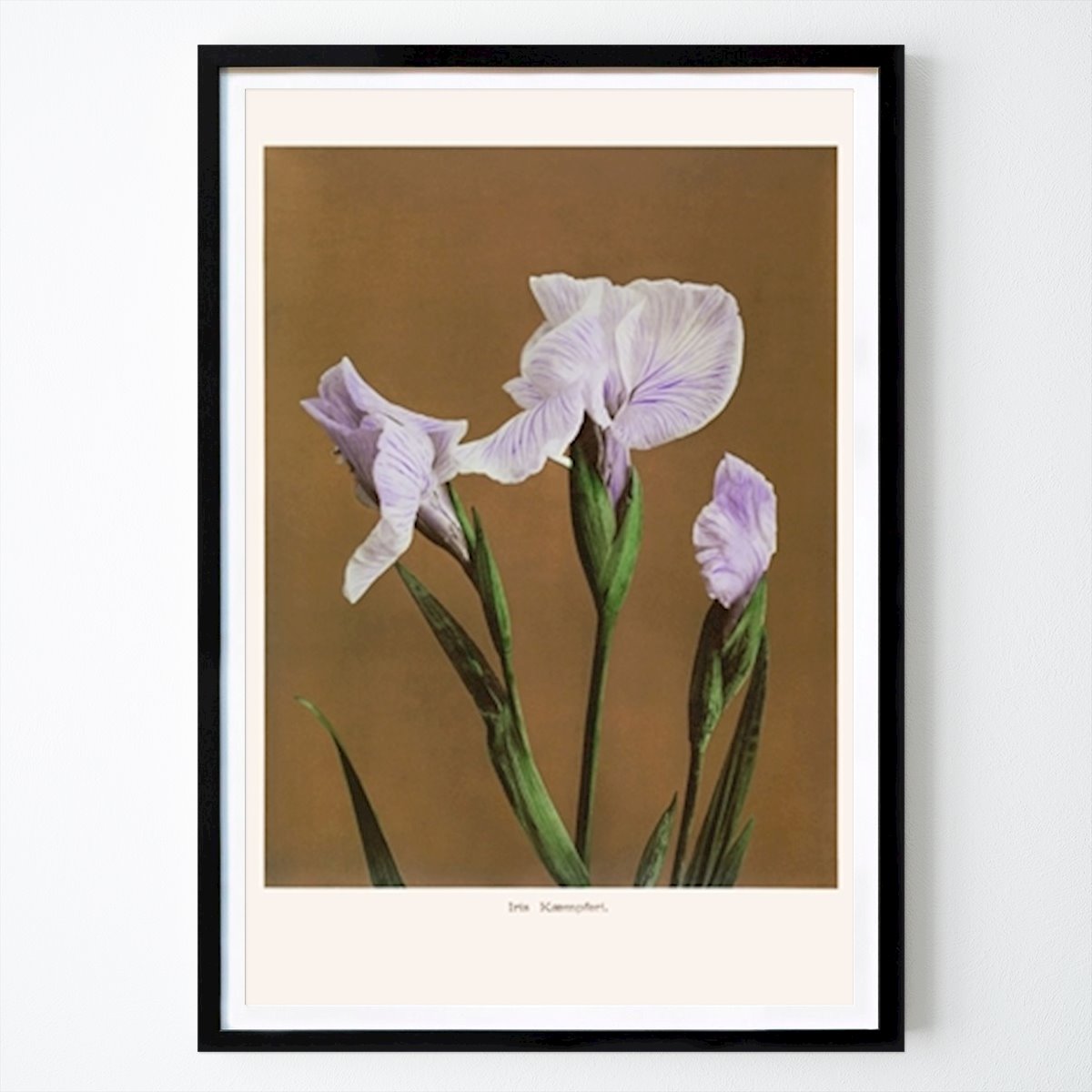 Virágok & Növények Poszter: Iris elegancia Japanese Masters által