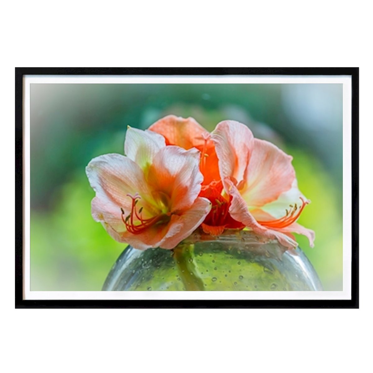 Art Poster: Amaryllis apricot von Kim Carlson