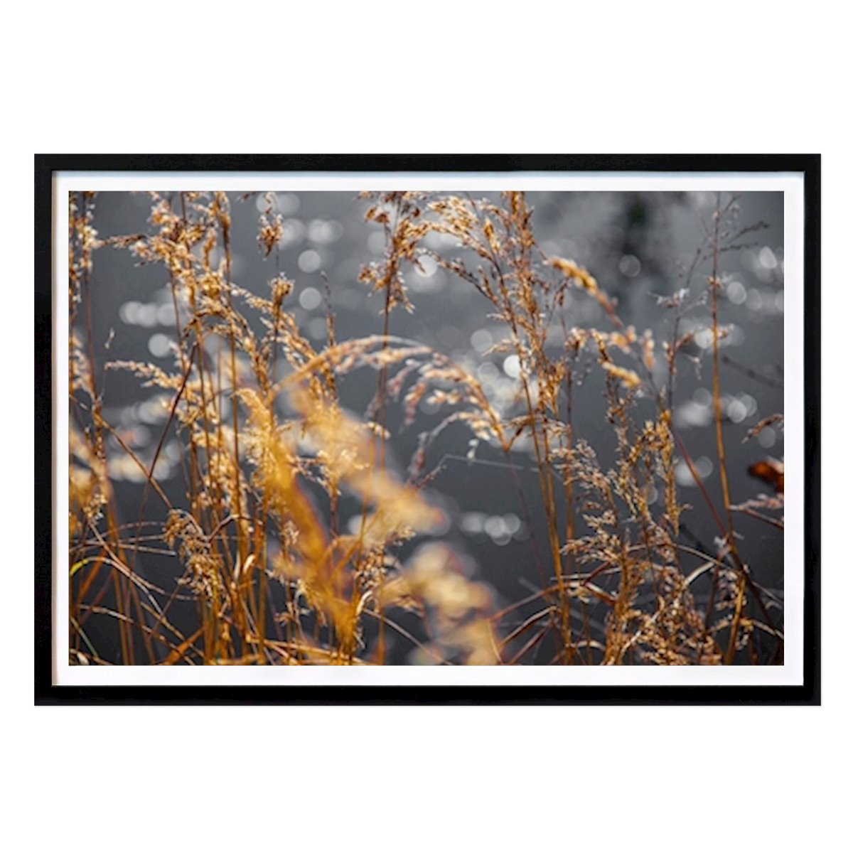 Nature Poster: Golden Night by Amanda Bergström