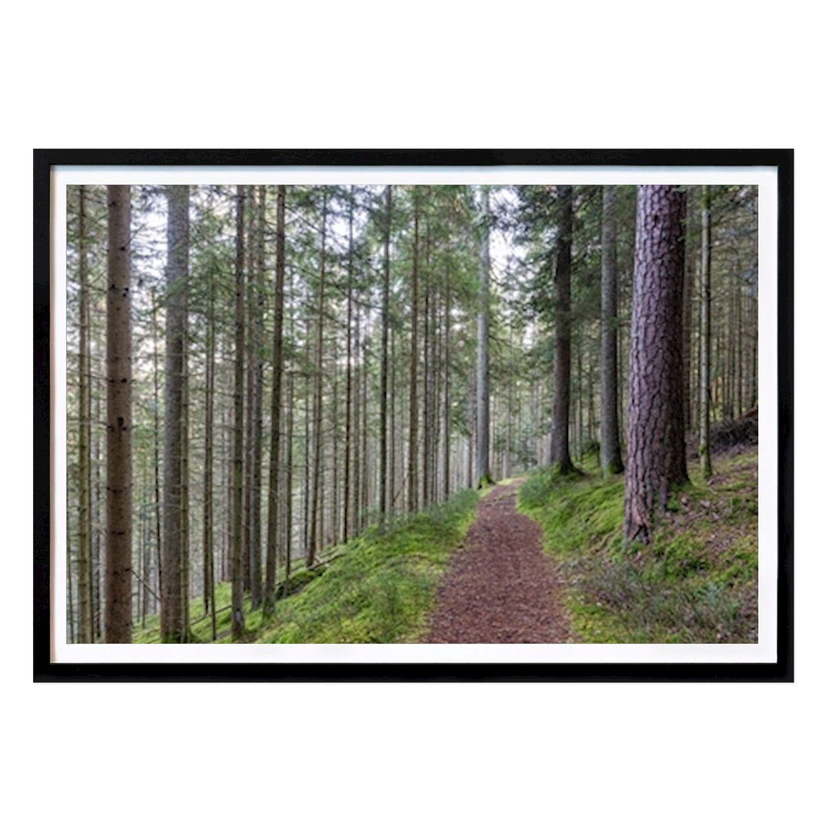 Hobby Poster: Hiking trail near Bad Wildbad by Dieterich Fotografie