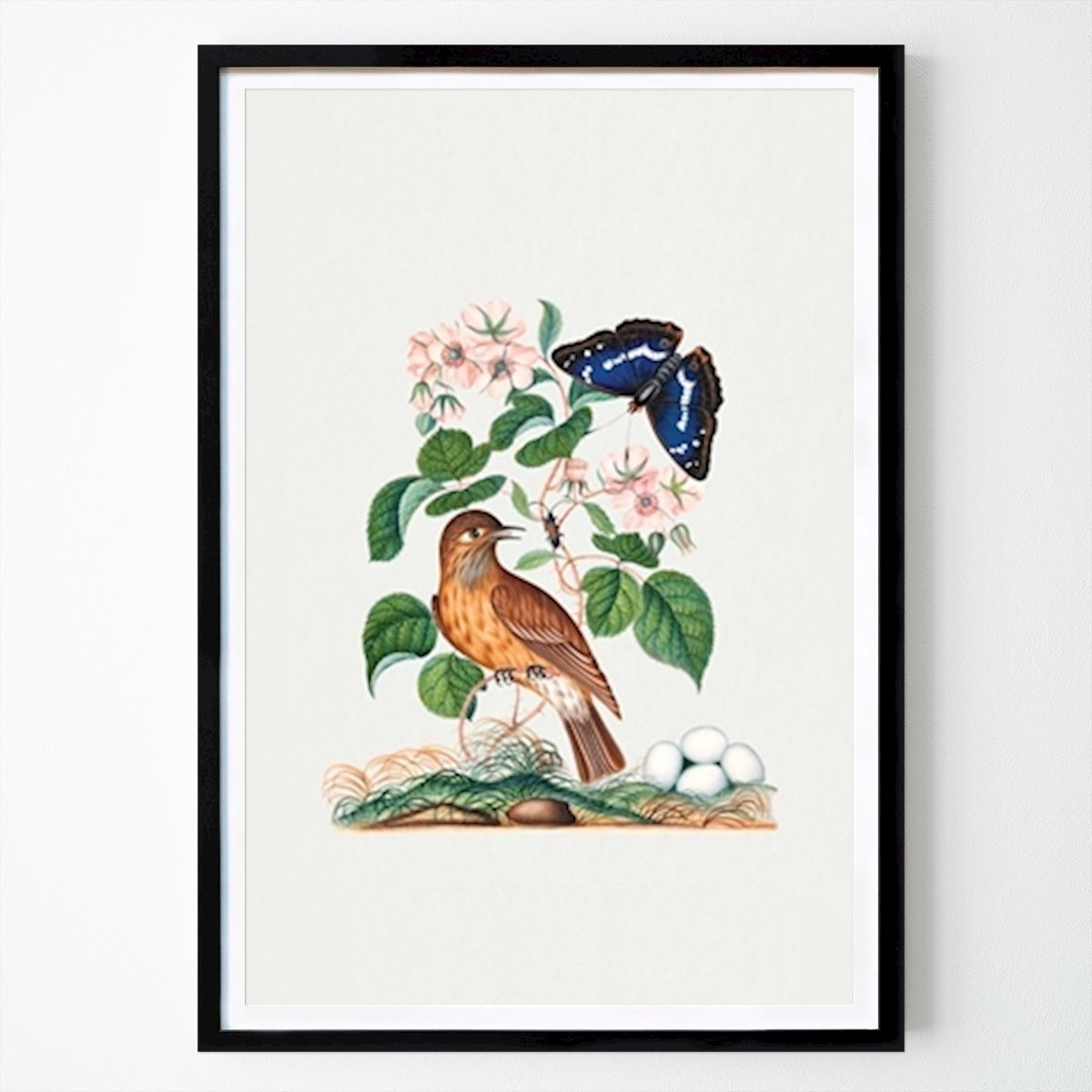 Illustration Poster: Flycatcher by James Bolton
