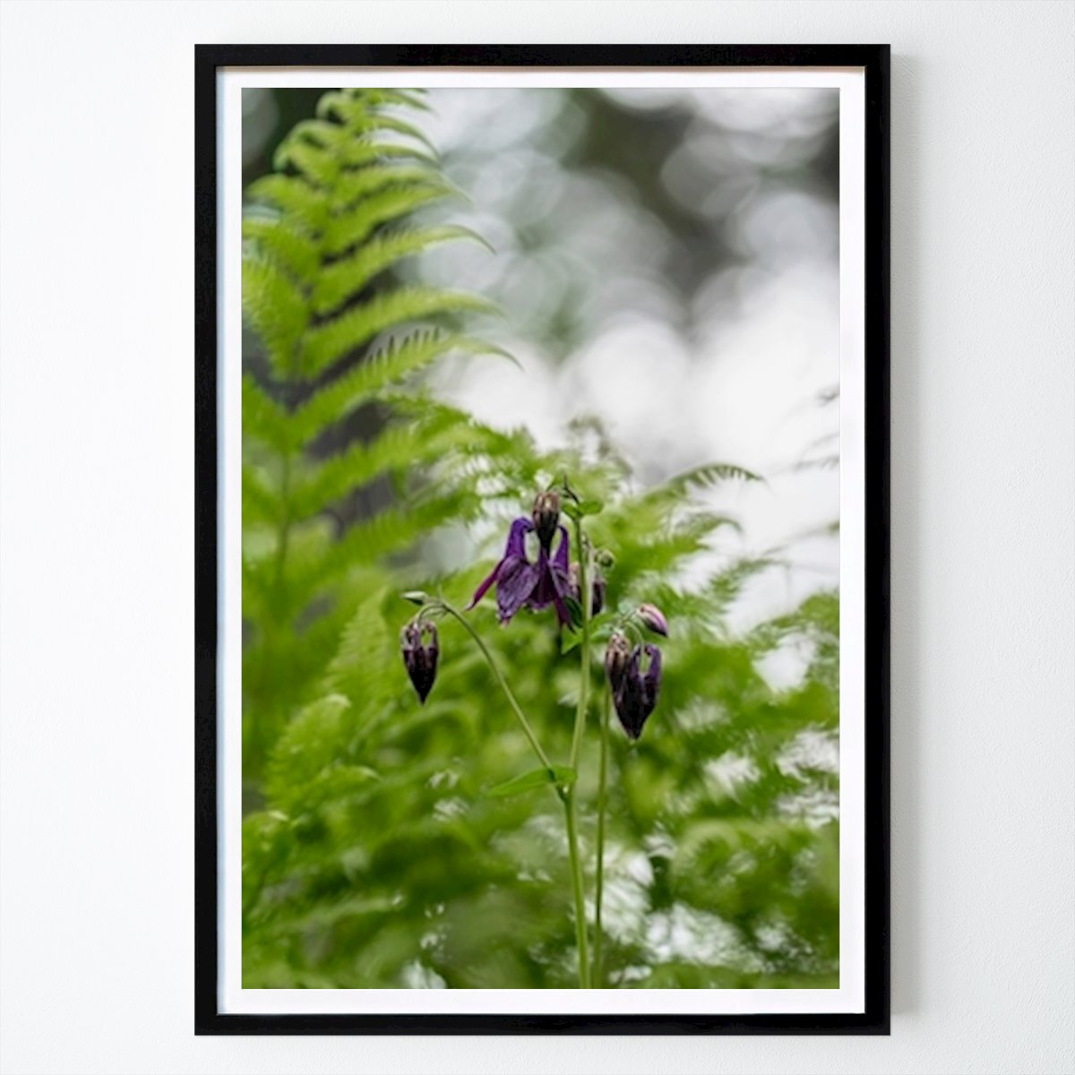 Botanisk Poster: Lila akleja av Simona D'Auria