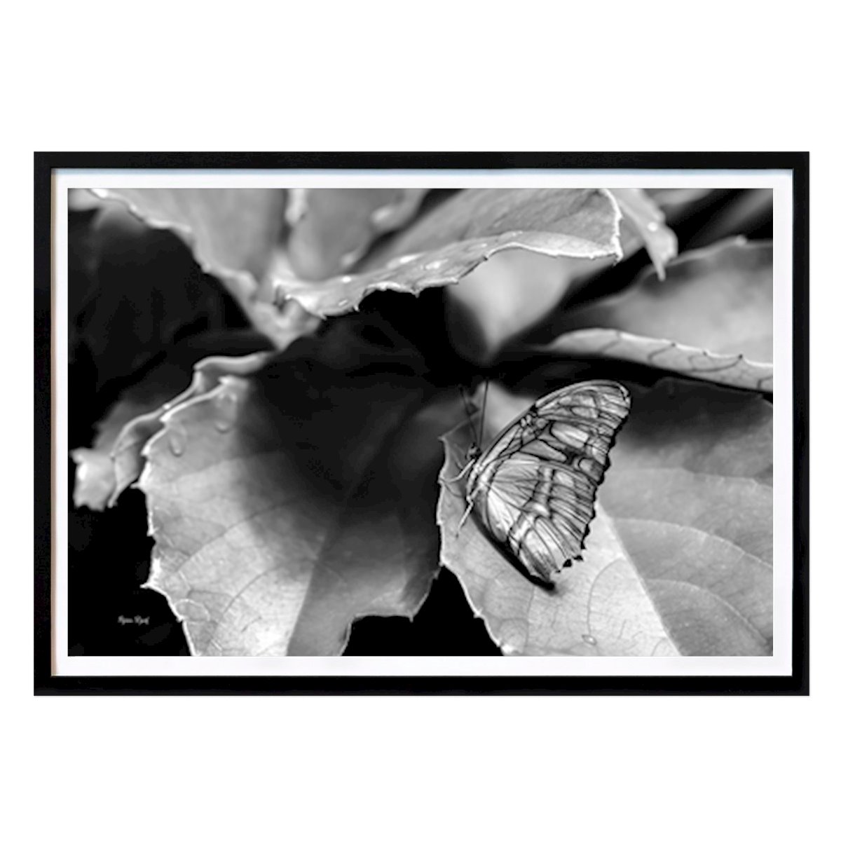 Stockholm Poszter: The beautiful butterfly Björn Djerf által