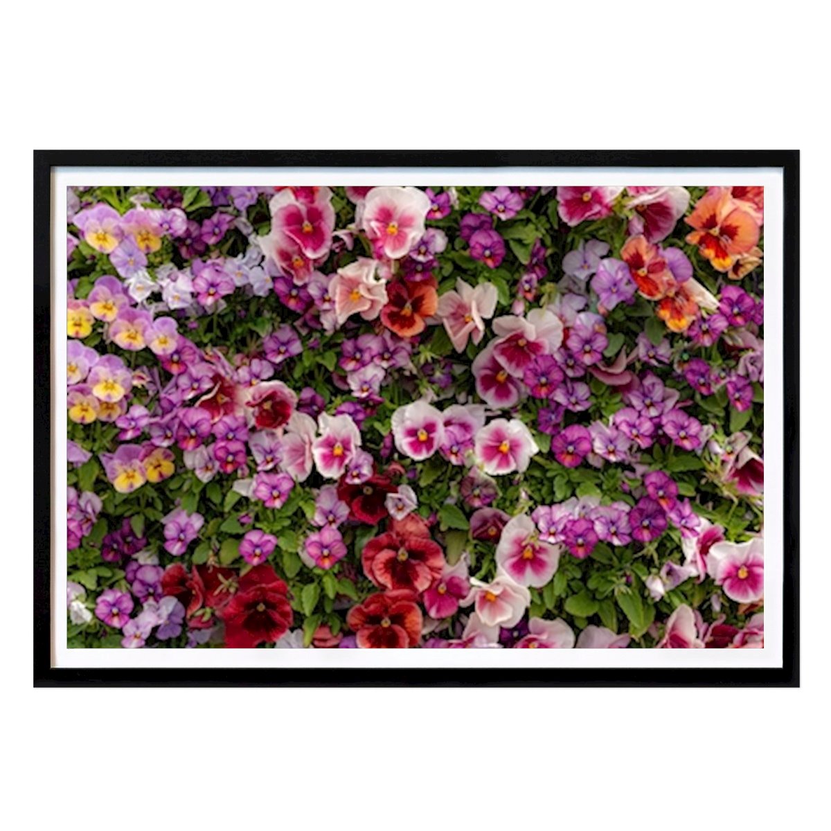 Malmö Poster: Färgglada blommor av Bengt Hallmans