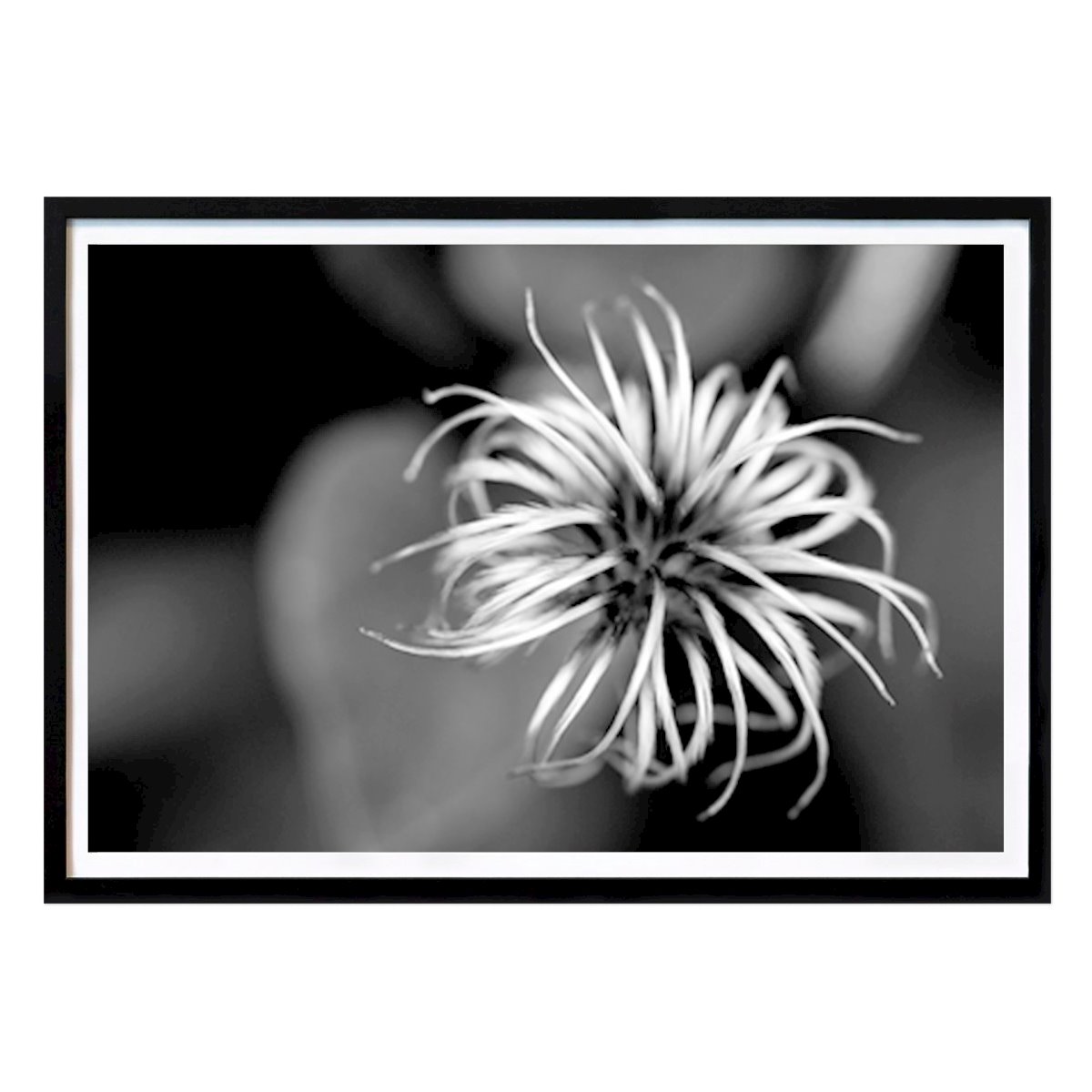 Black & White Poster: Clematis seed by Emma Busk Winquist